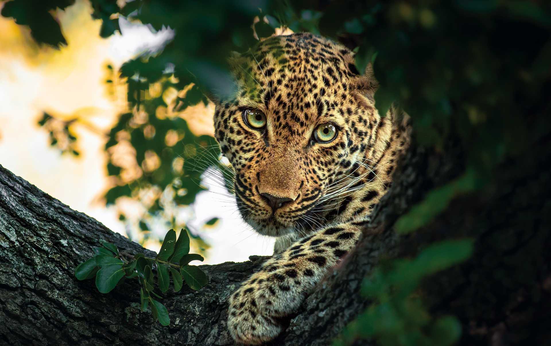 Leopard in tree Kruger National Park