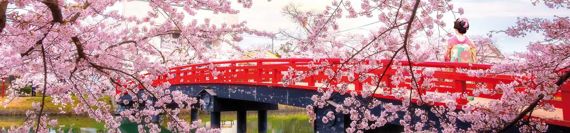 Cherry Blossom at Hirosaki park
