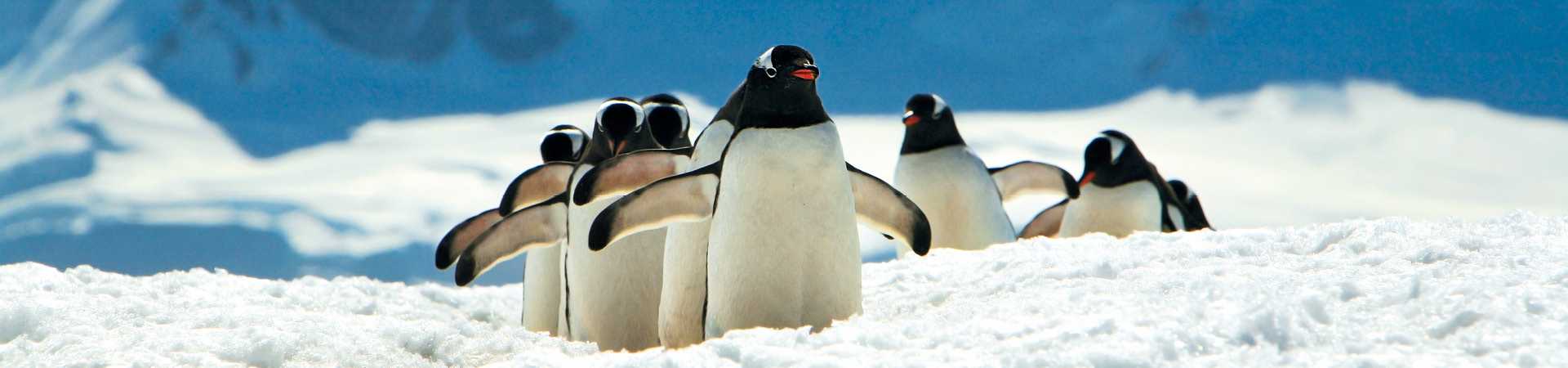 Gentoo Penguins