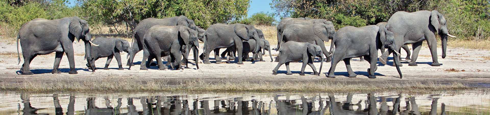 Elephants in Chobe National Park