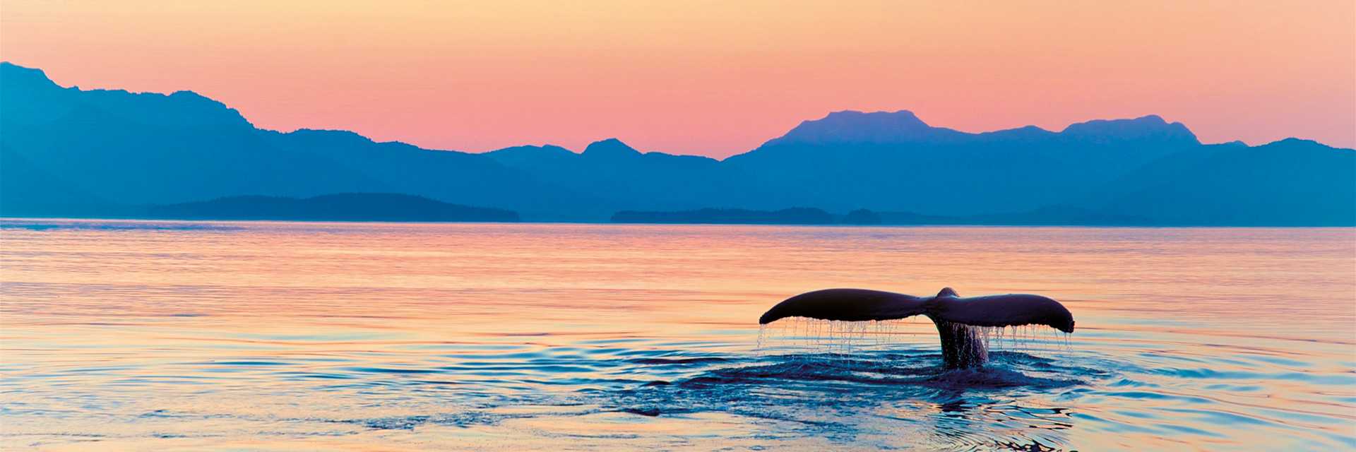 Whale tail at sunset