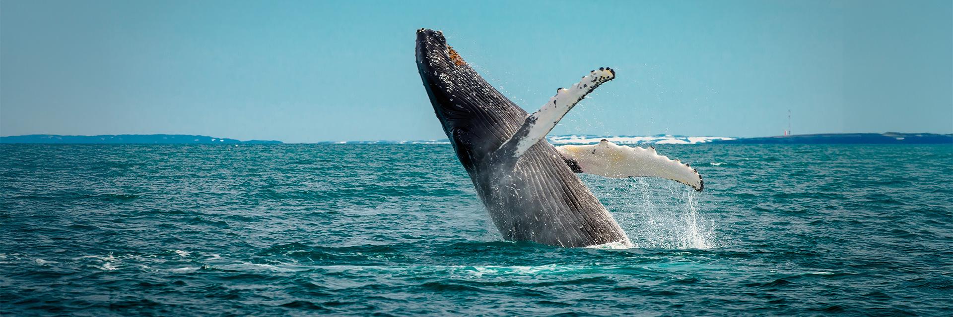 Humpback Whale, Iceland 