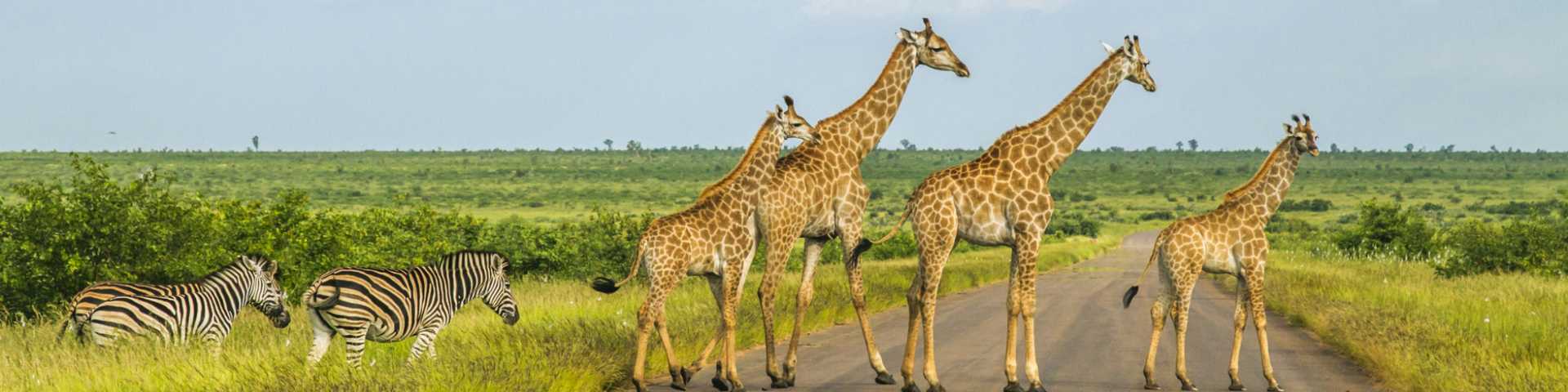 big,  habitat,  safari,  mozambique,  south africa,  vegetation,  botswana,  limpopo,  scenic,  kenya,  horizontal,  rainy,  high,  road,  grass,  giant,  national,  season,  tall,  five,  park,  group,  herd,  wildlife,  sky,  zebra,  africa,  green,  nature,  format,  giraffes,  savannah,  crossing,  namibia,  giraffa,  blue,  kruger,  animal,  family,  fomrat,  wild 