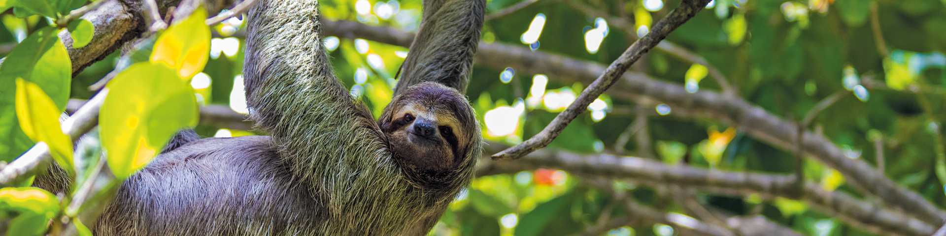 Sloth hanging in branches, Titan Costa Rica tour
