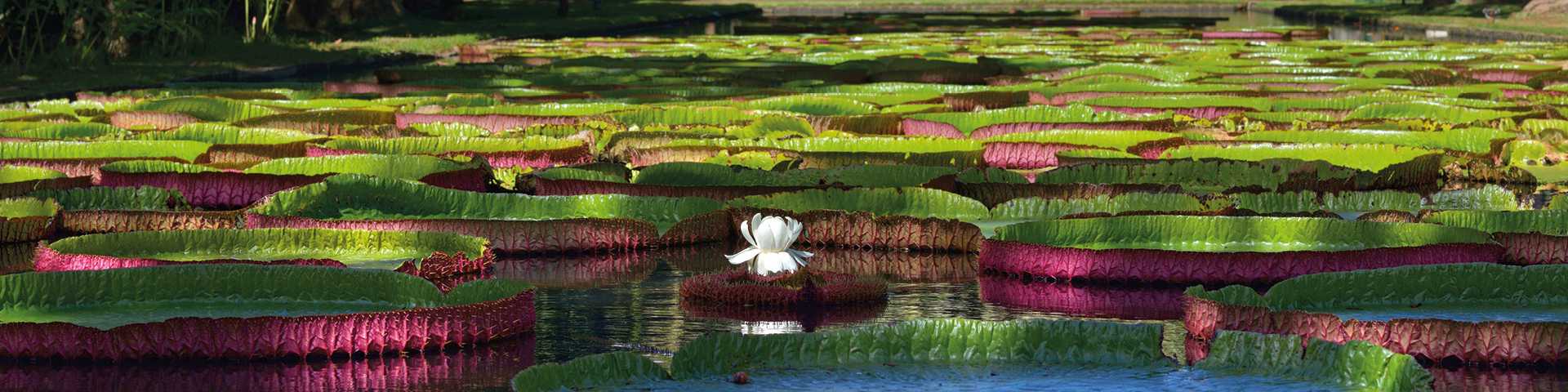 Giant waterlily at Pamplemousses botanic Gardens in Mauritius
