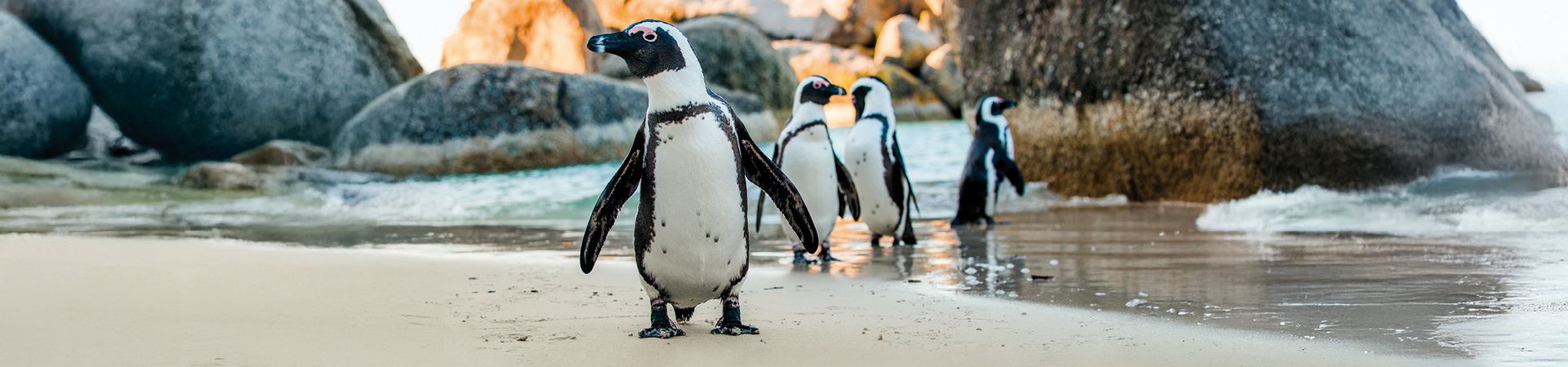 Penguins on a beach