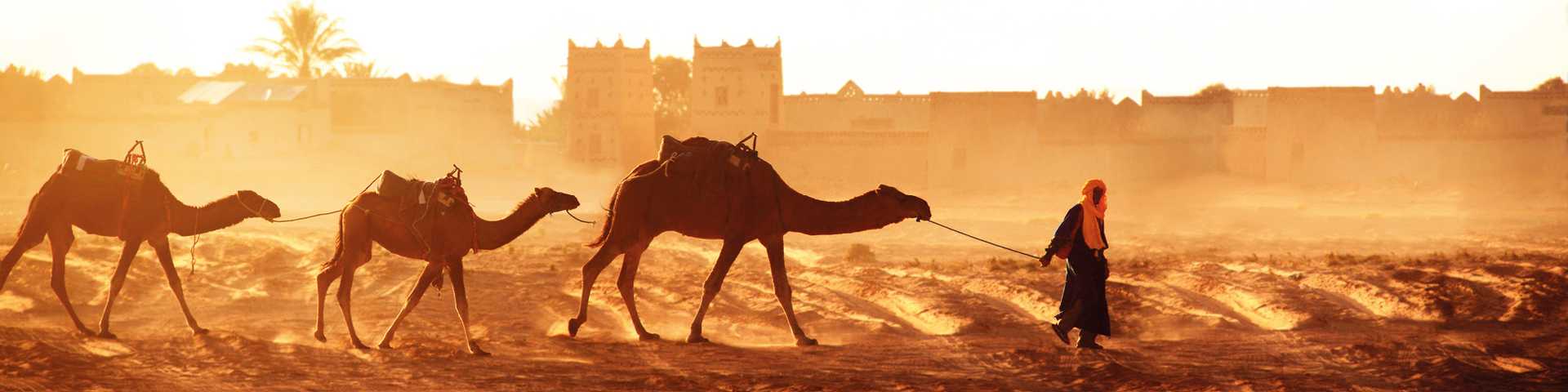 Caravan of camels in Sahara desert, Morocco. 