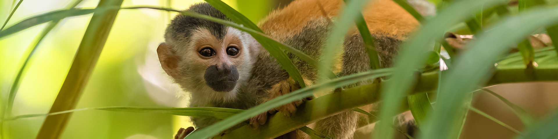 capuchin, baby monkey on a tree in the jungle, Costa Rica