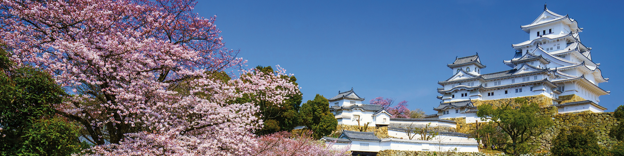 Himeji Castle in spring cherry blossom season, Hyogo, Japan