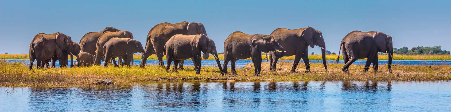 Herd of elephants adults and cubs crossing a river in shallow water, Chobe National Park, Botswana, Africa