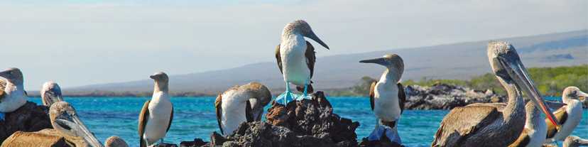 Blue Footed Boobies, Galapagos