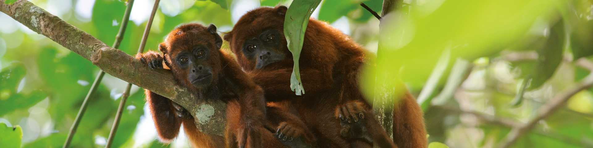 Red Howler Monkey (Alouatta seniculus) in Tambopata National Reserve, Peru