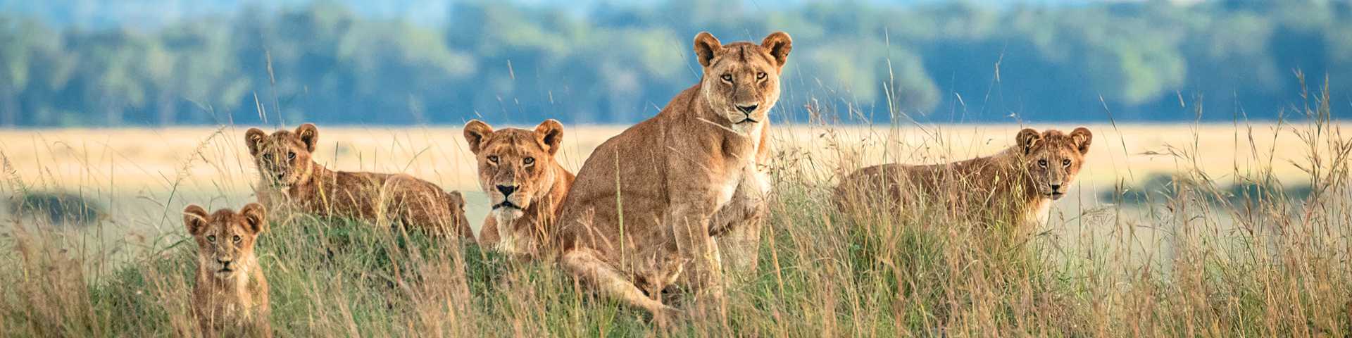Pride of lions resting in the grass of the Maasai Mara, Kenya