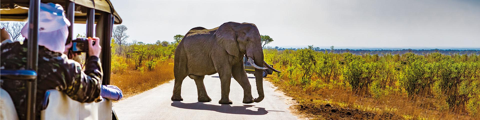 Spot elephants on Safari in Kruger National Park, South Africa