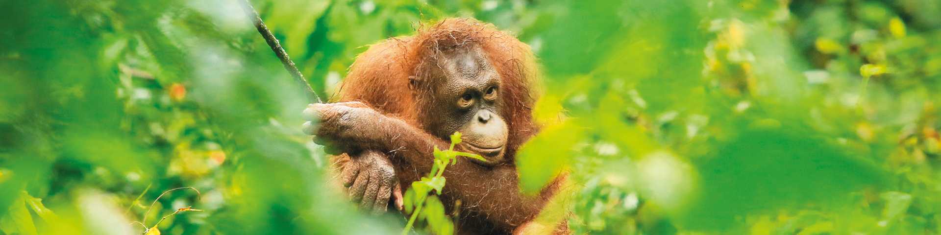 Sepilok Orangutan Rehabilitation Centre, Sandakan, Borneo, Malaysia