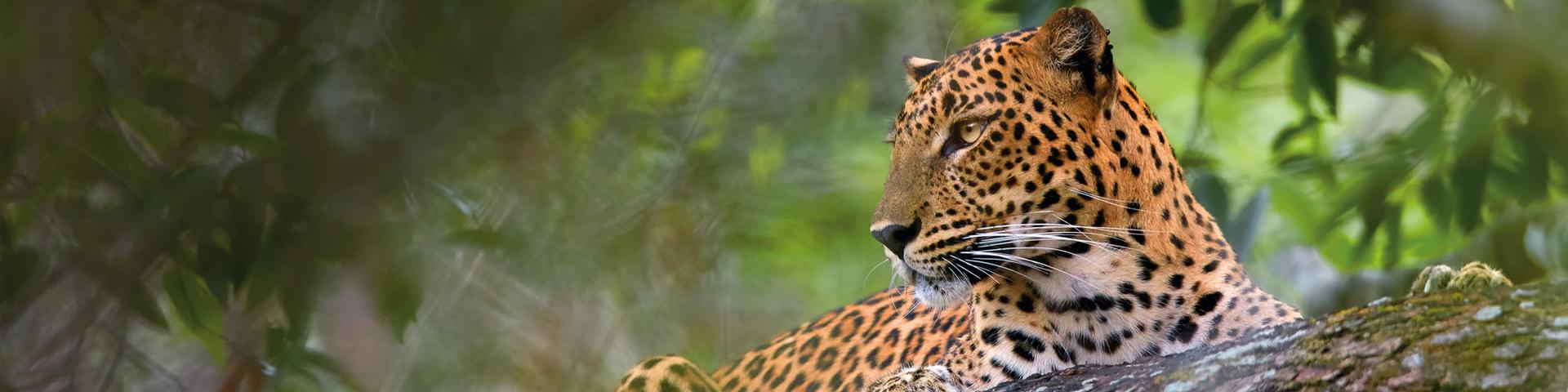 Flash Sale - Save up to £1,500pp