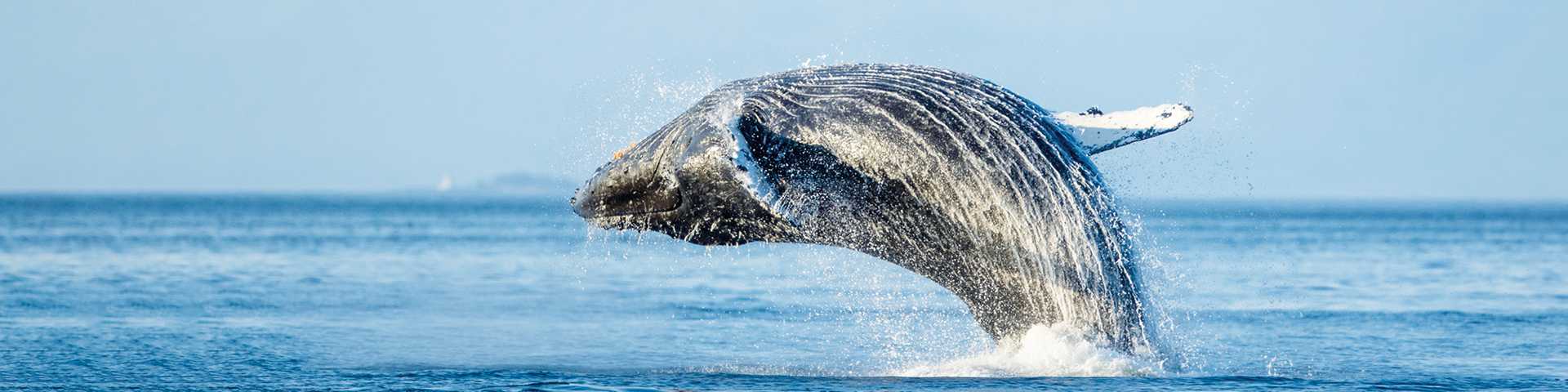 Whale, Alaska
