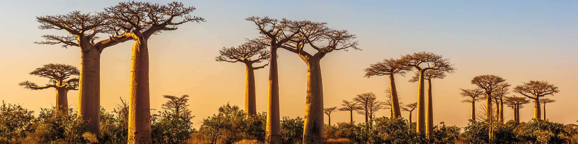Madagascar - Land of the Lemur