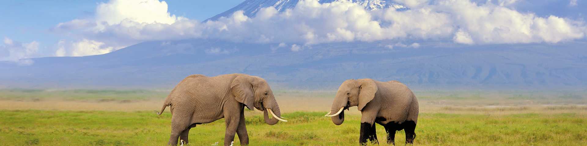 Elephants with Mount Kilimanjaro in the background, Kenya