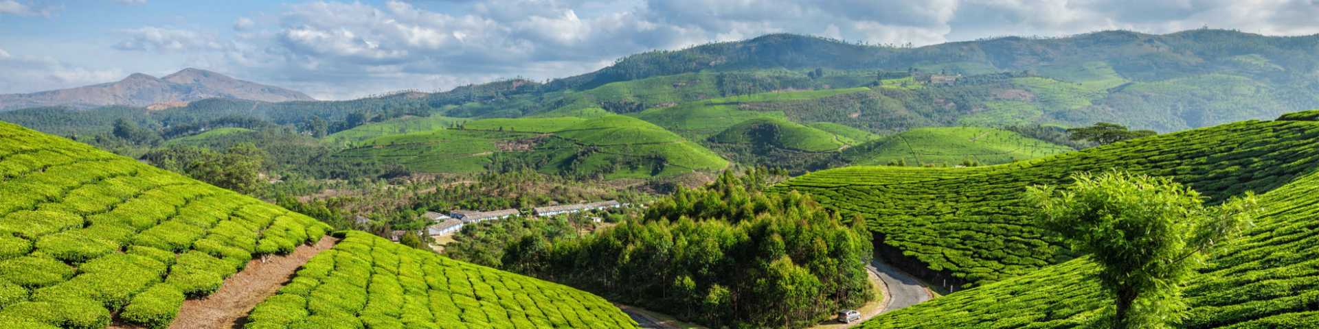 sunrise,  south,  turn,  freshness,  india,  scenic,  peaceful,  scene,  shot,  vehicle,  tea,  car,  plantation,  road,  nobody,  sky,  green,  kerala,  forward,  asia,  asian,  tree,  tranquil,  asphalt,  transport,  lush,  morning,  plantations,  transportation,  outdoor,  hill,  idyllic,  outside,  fresh,  daytime,  munnar,  serene,  indian,  landscape 