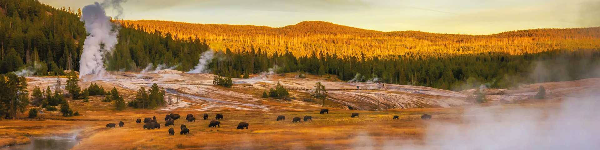 Hot springs and geyser basin landscape with bison grazing at Yellowstone National Park, Wyoming, USA.
