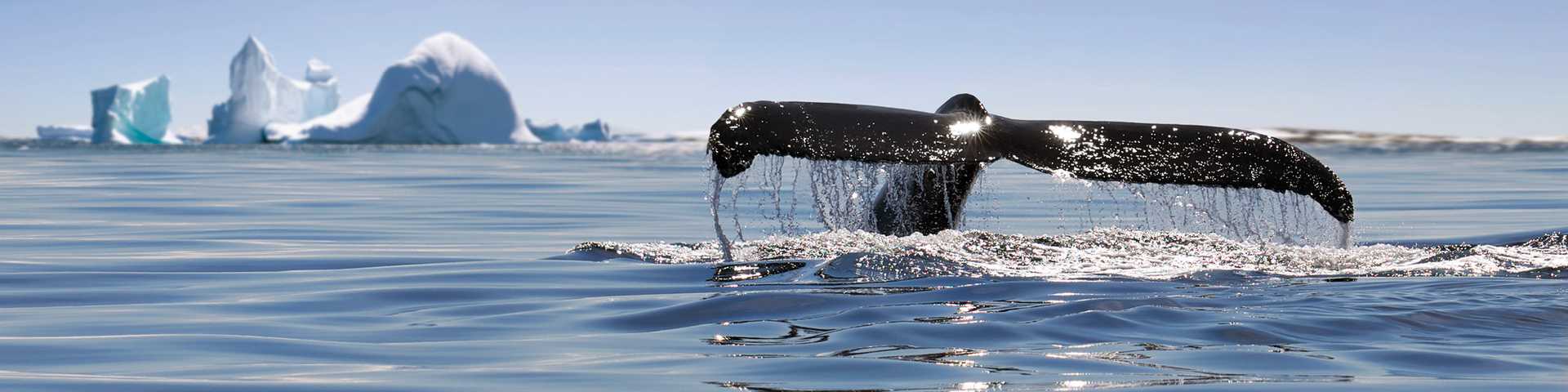 Humpbacks whale breaching jumping. Alaska.