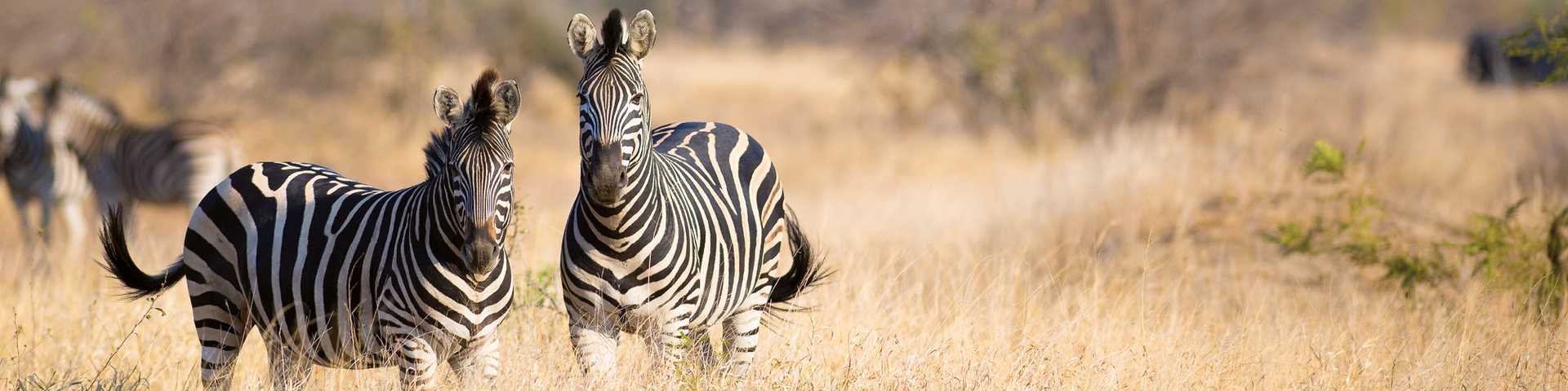 Zebras in Kruger National park, South Africa