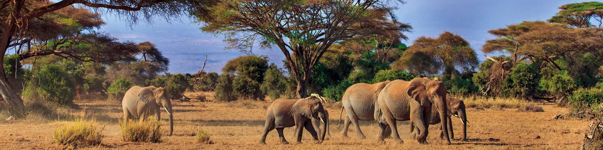 Elephants at Amboseli