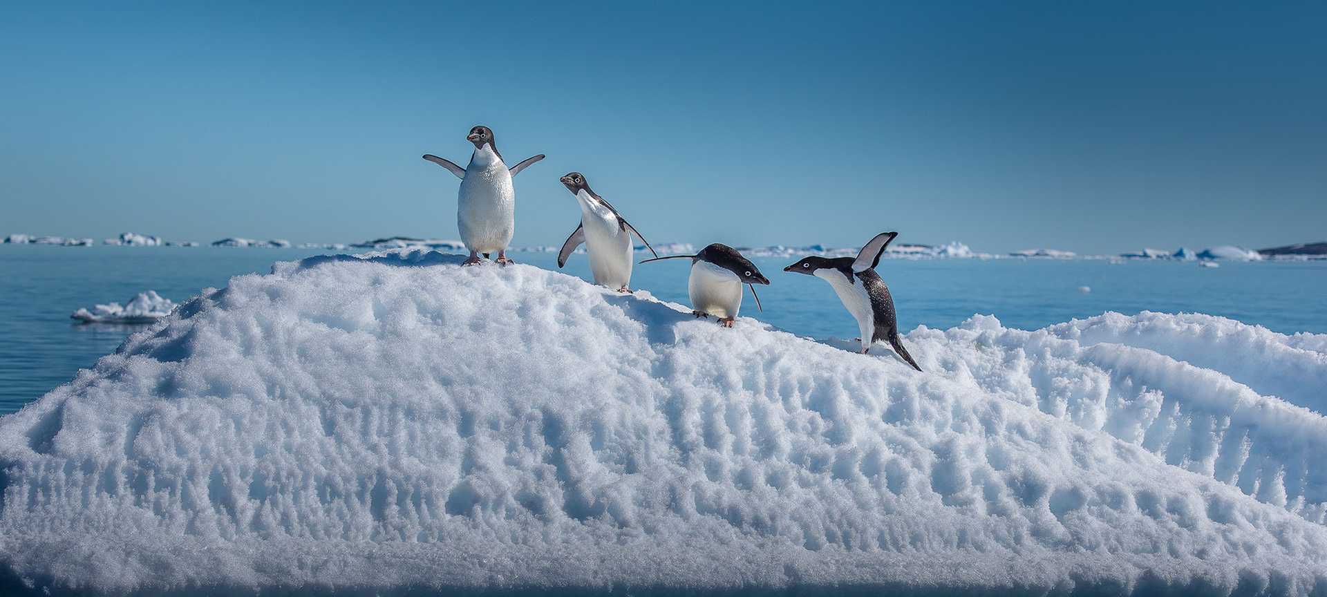 Adelie penguins on small iceberg in Antarctica