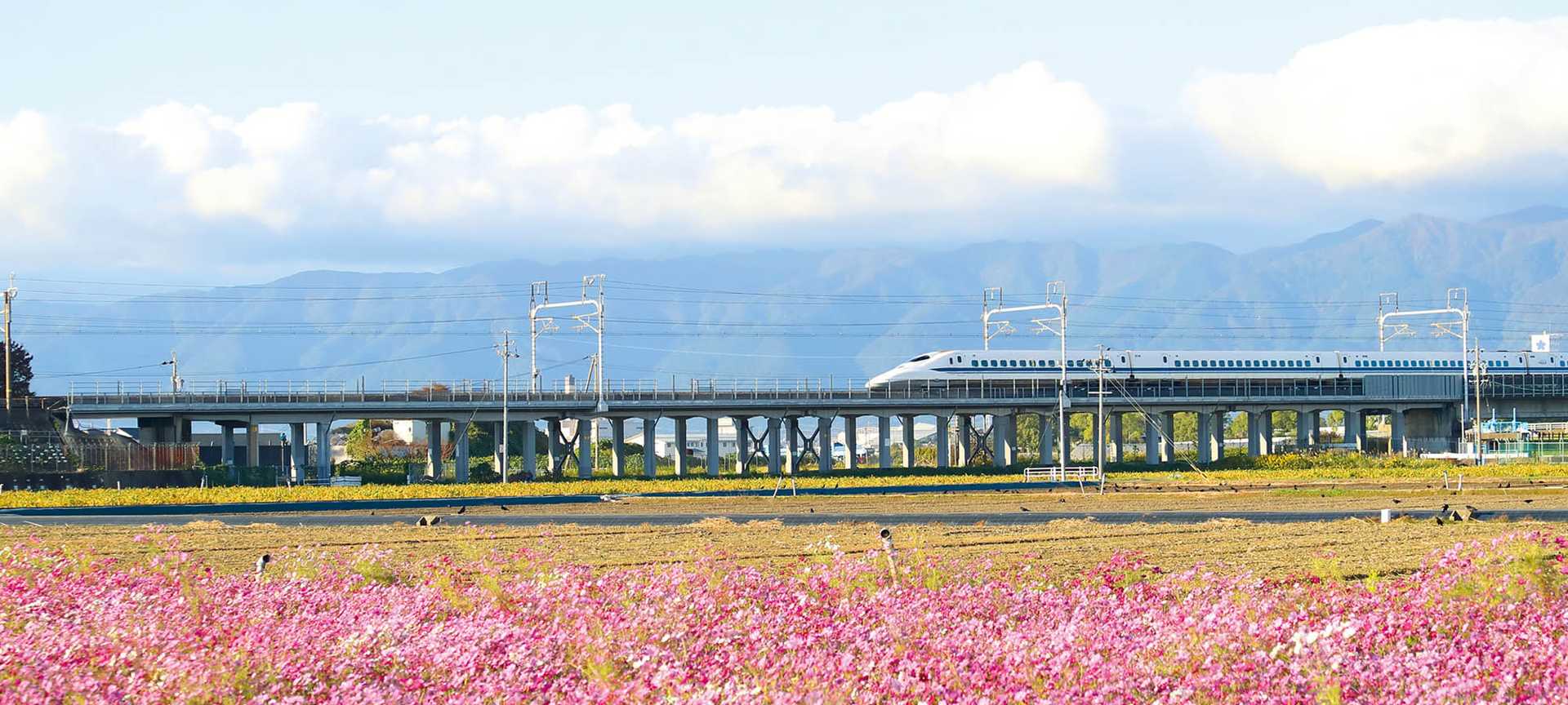 A bullet train travels past a field of pink cosmos flowers in Japan