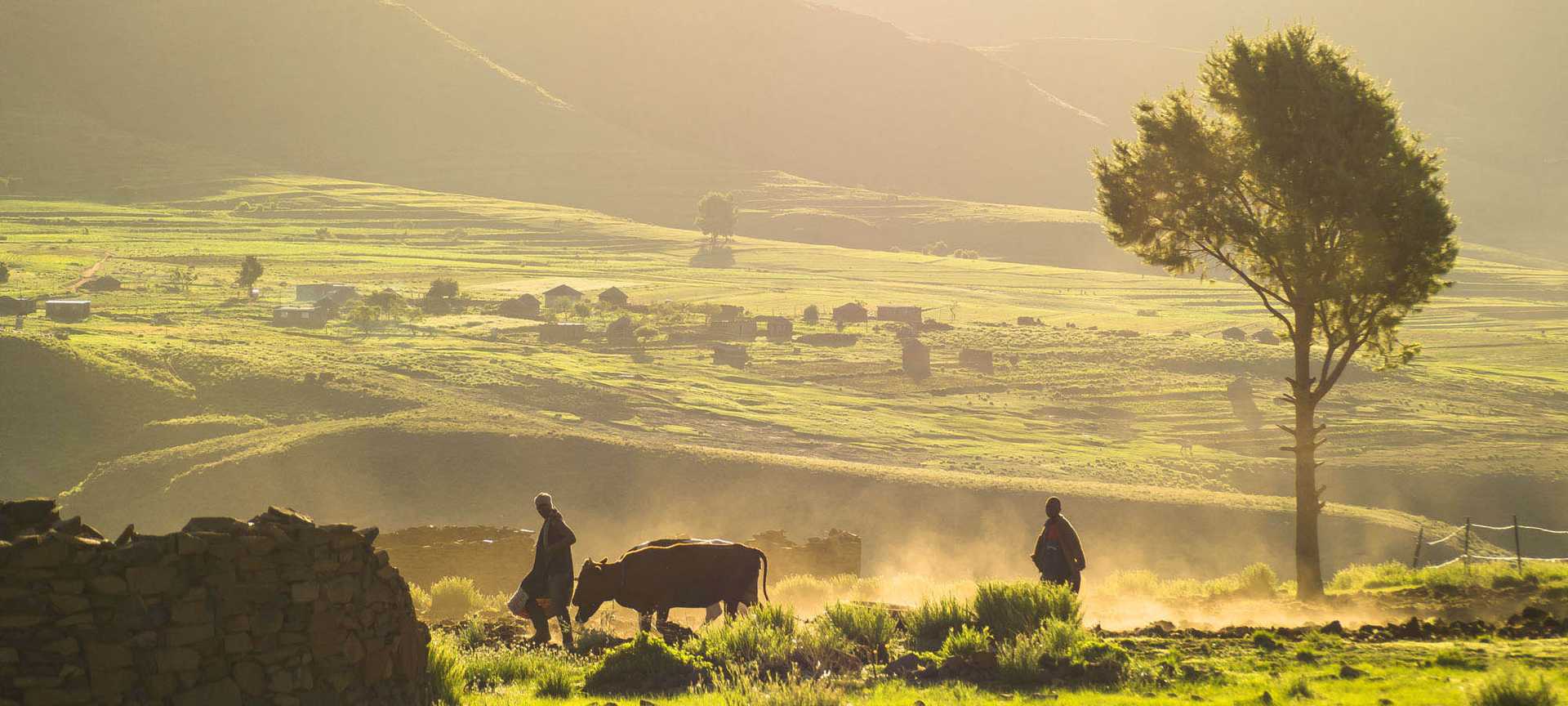 Farmers tend to cattle on a green field in Lesotho