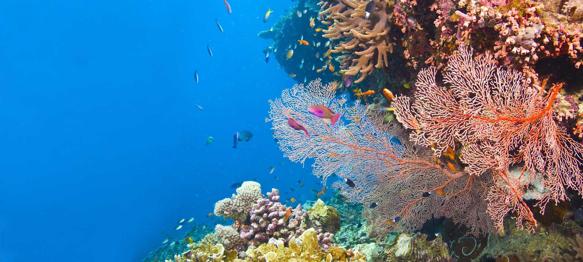 Fish swim around colourful coral and sea fans on the Great Barrier Reef in Australia