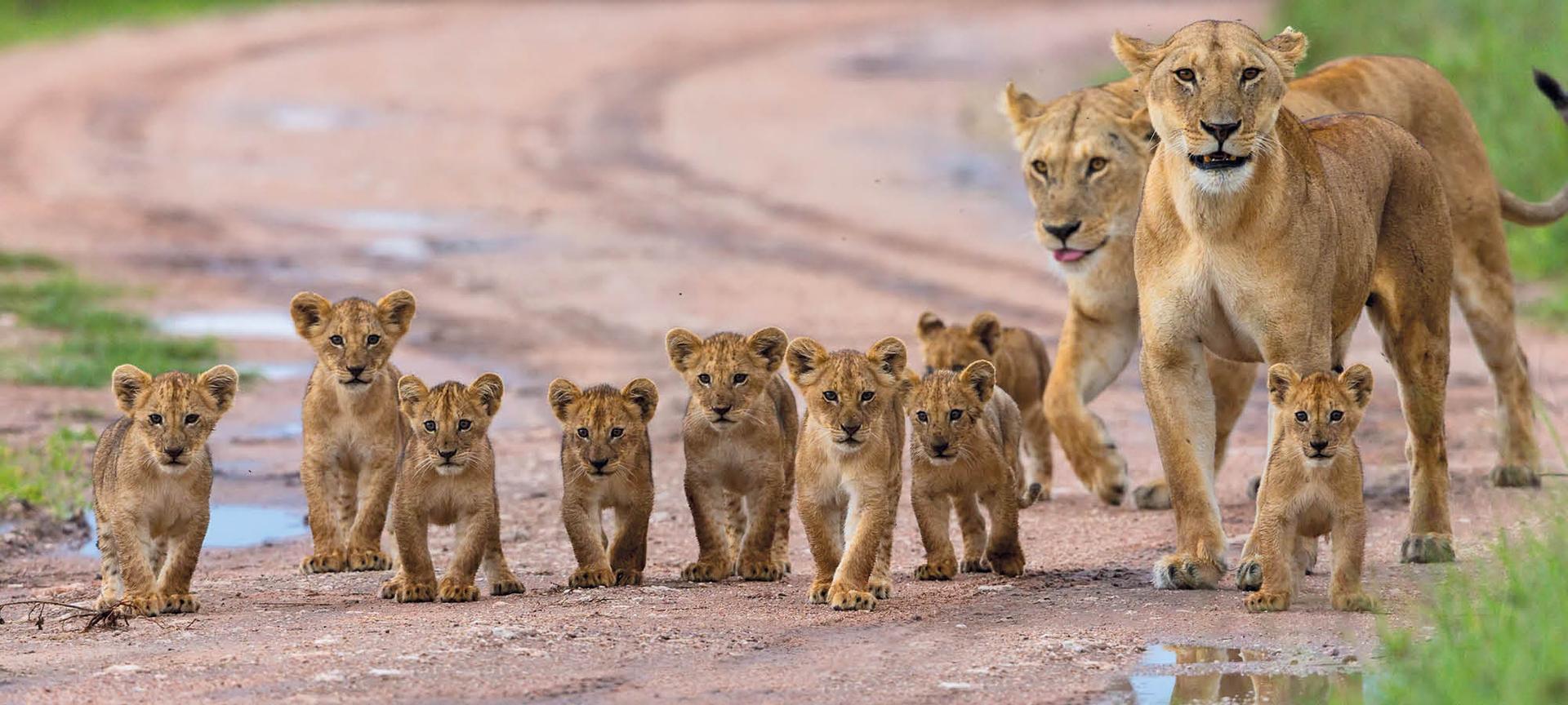 Two lions and their cubs walk along a dirt road