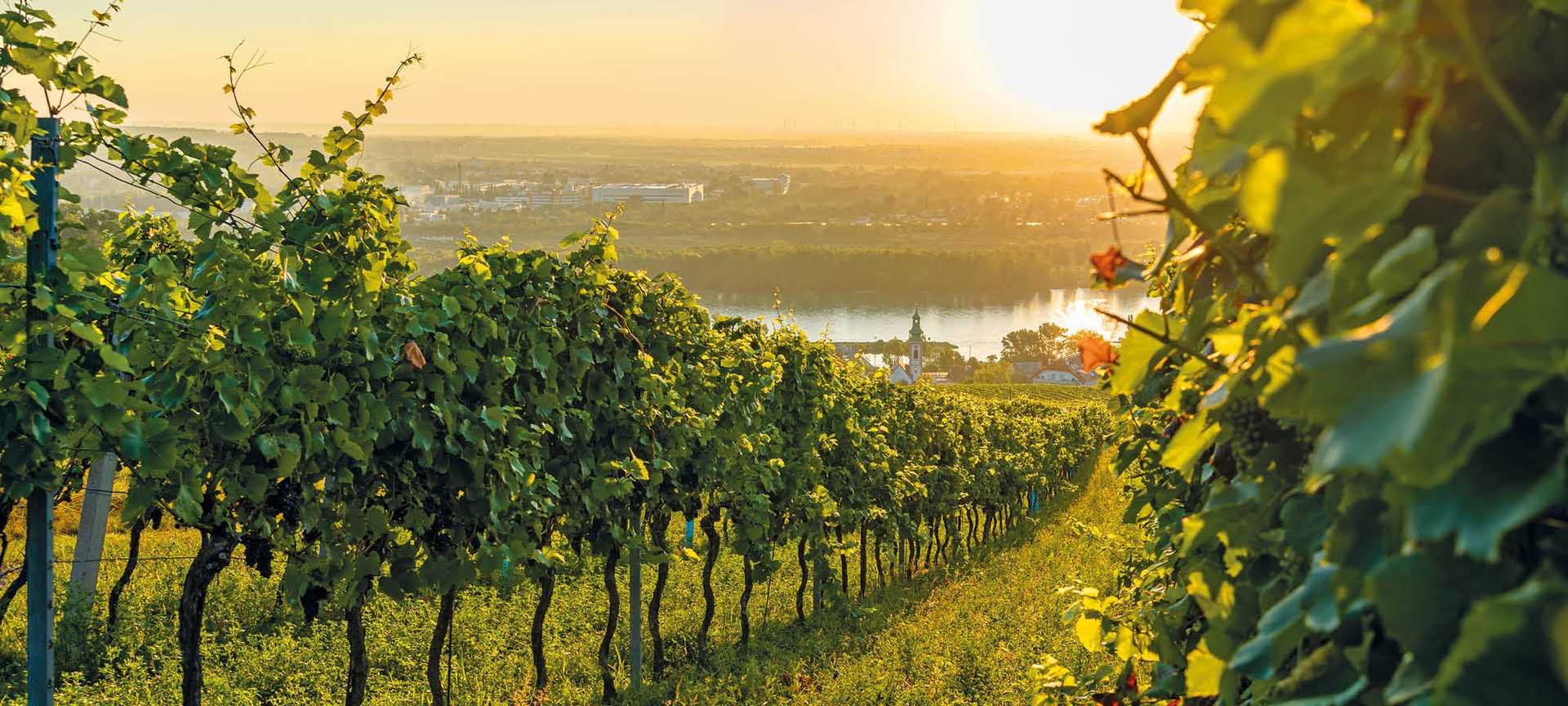 Vineyard at Kahlenbergerdorf near Vienna at sunrise in Austria