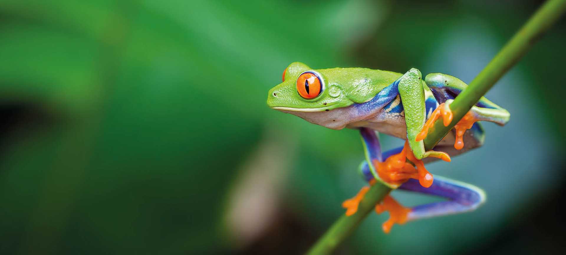 A red-eyed tree frog clings to a leaf stem in Costa Rica