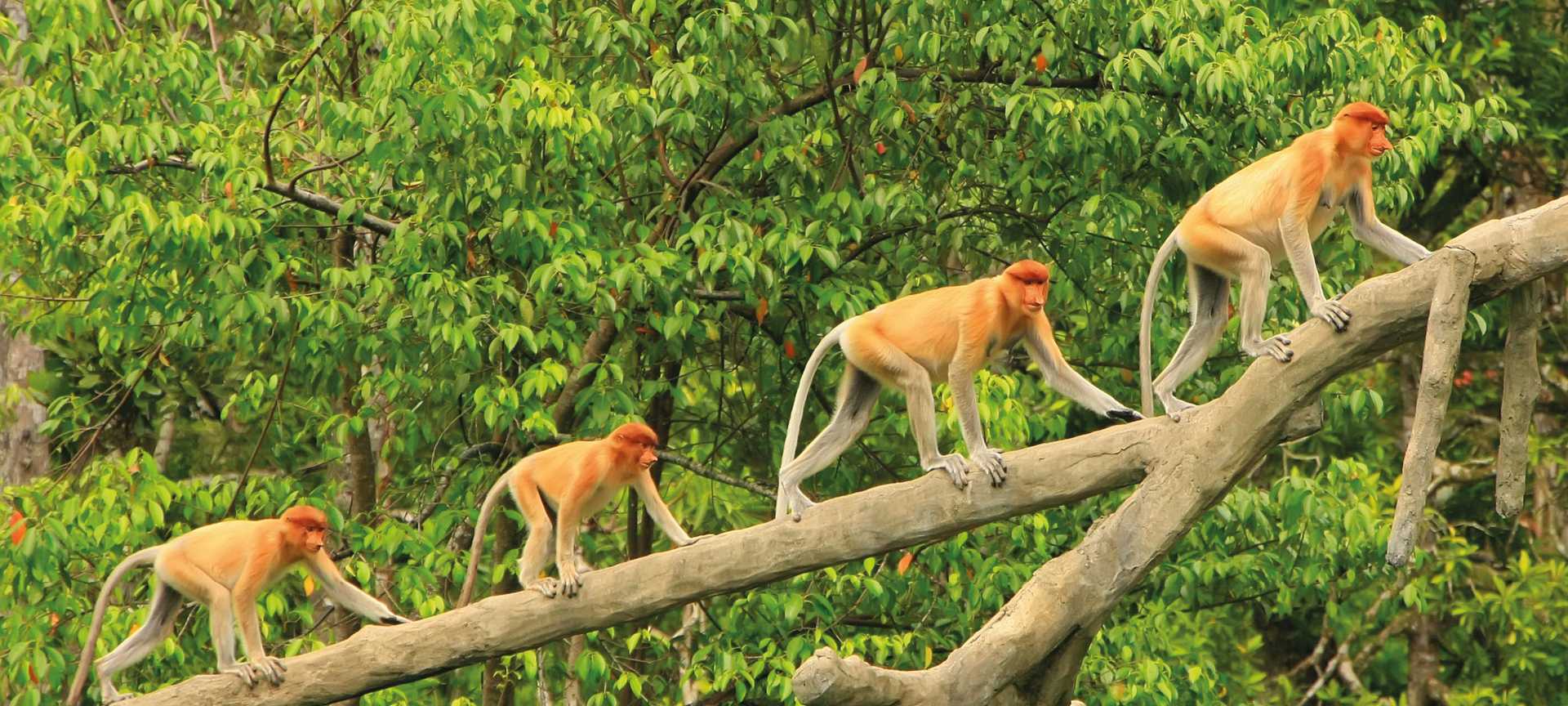 Proboscis monkeys on a tree, Borneo