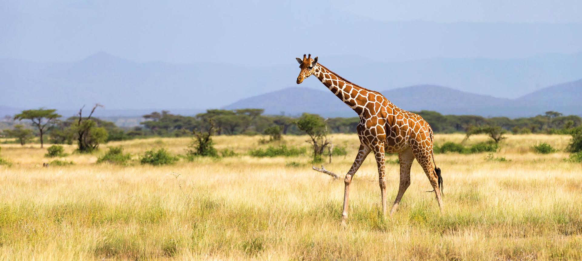 A giraffe in Africa