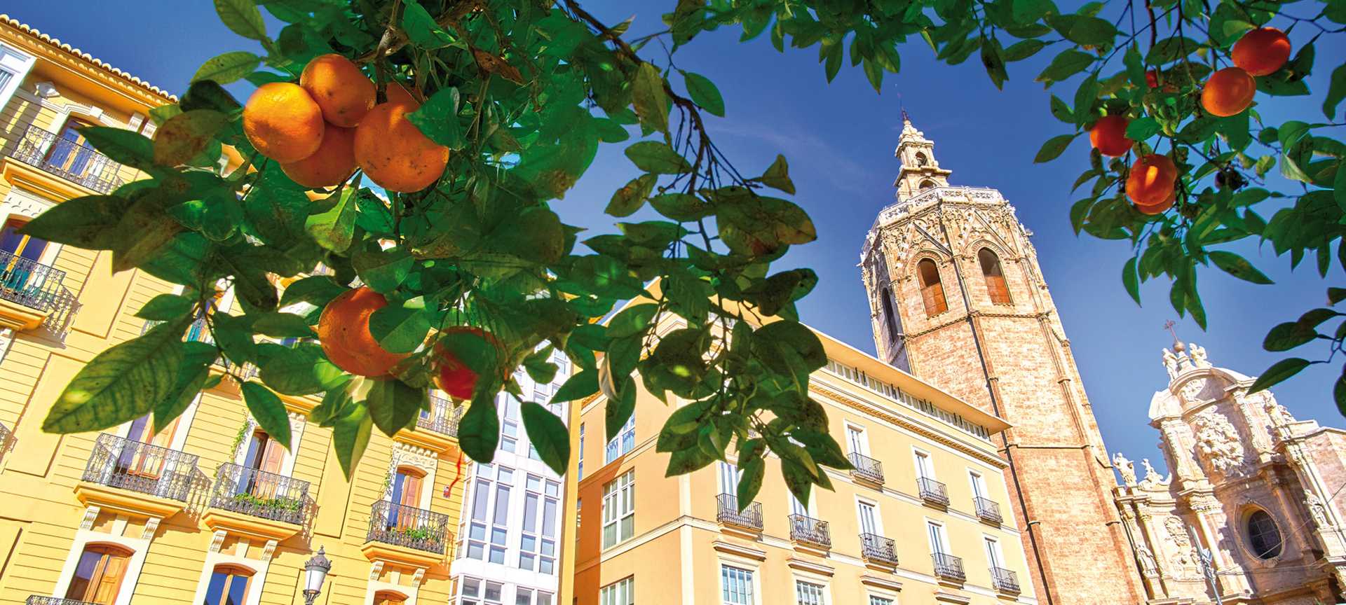 Valencia, Spain Plaza de la Reina with Orange Tree.