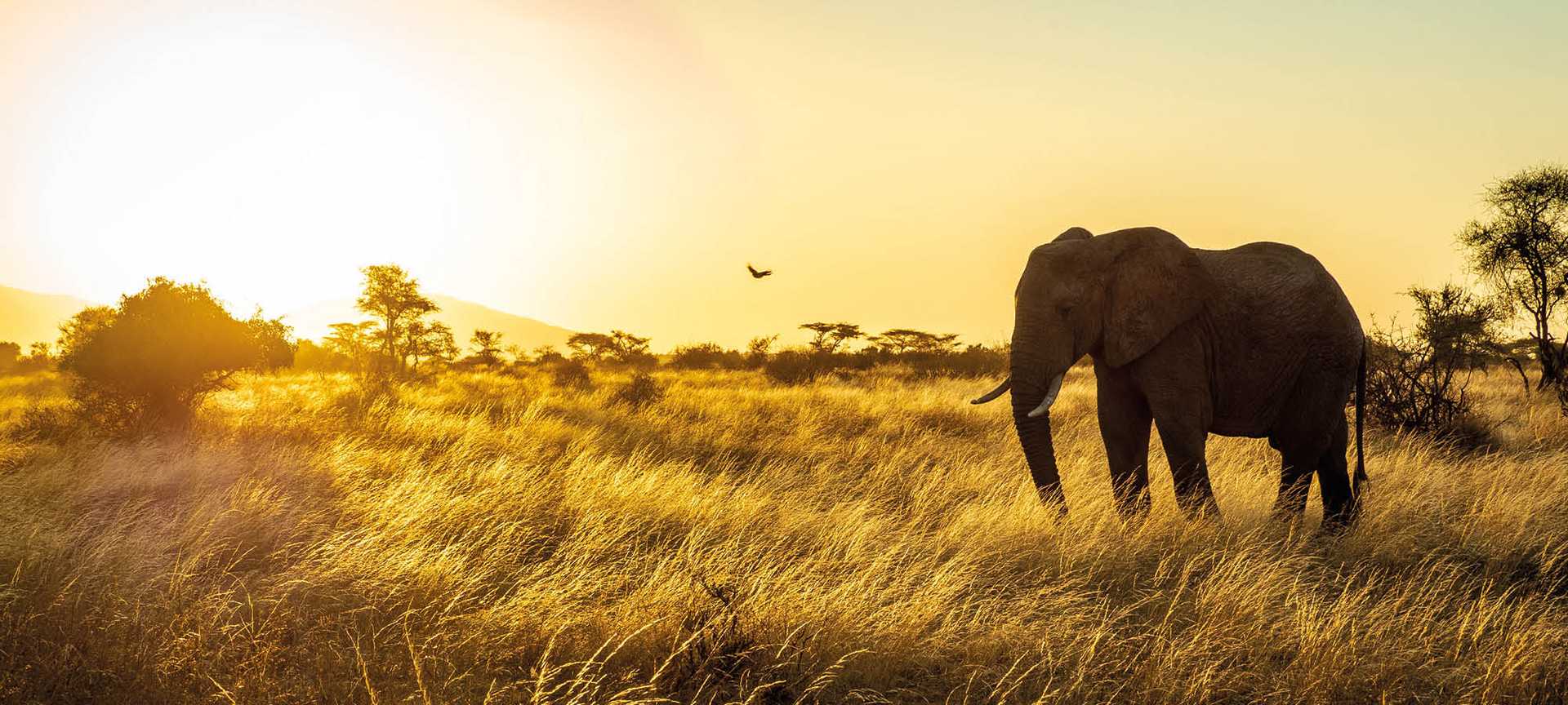 Herd of Elephants in Africa walking through the grass in Tarangire National Park