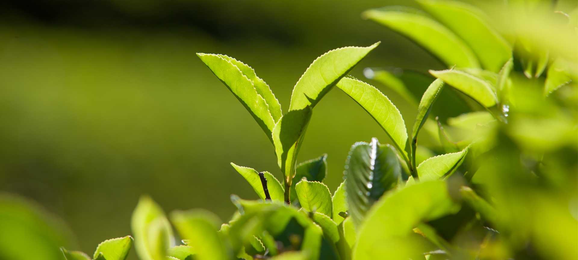 Close-up of green tea leaves