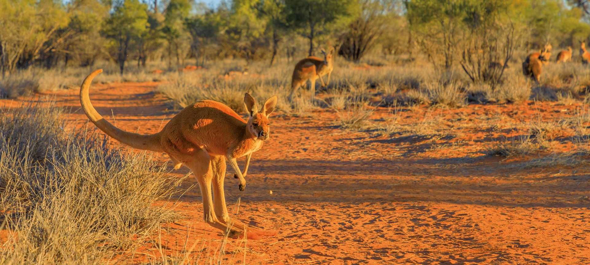 Kangaro jumping over red sand of outback, Northern Territory Australia