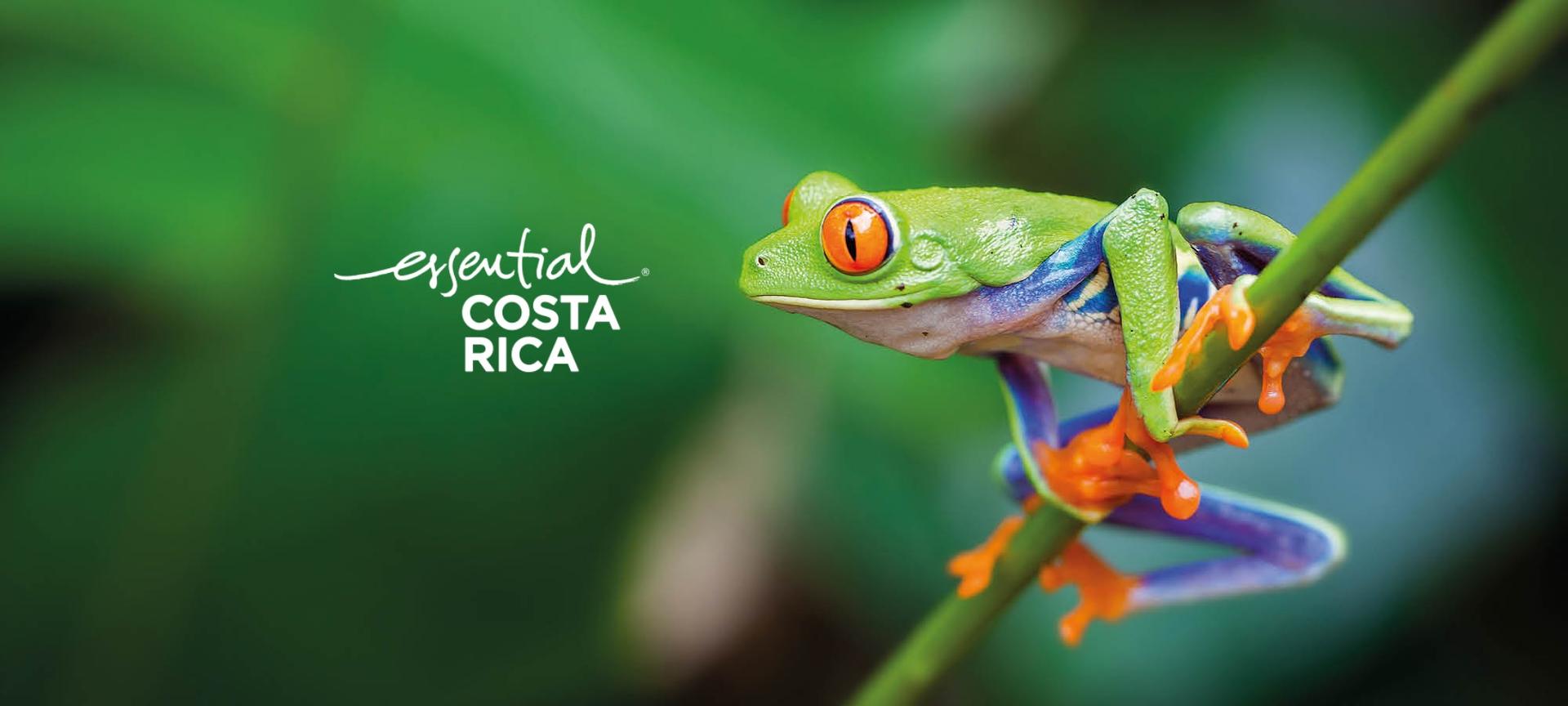 Costa Rica tree frog