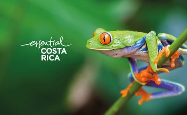 Costa Rica tree frog