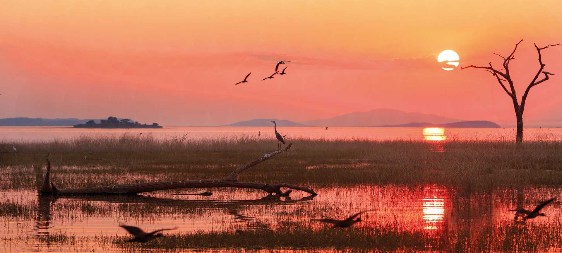 Sunset over Lake Kariba, Zimbabwe, with a grey heron and Egyptian geese in flight