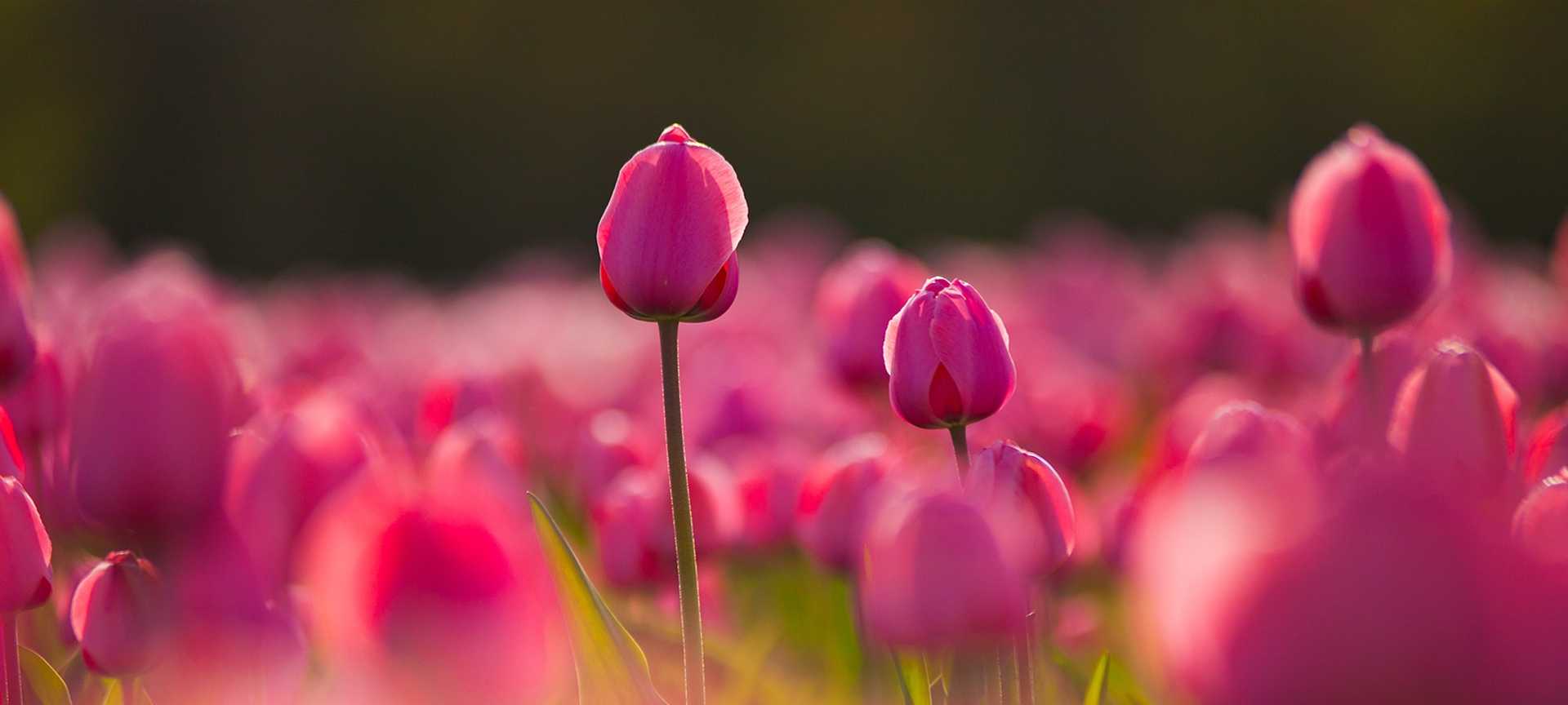 A field of pink tulips in bloom