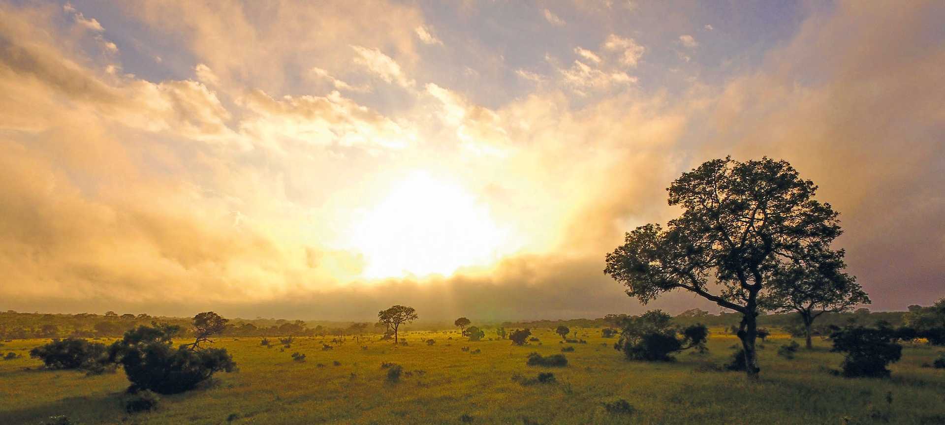 Panorama of the landscape at Mala Mala private game reserve in South Africa