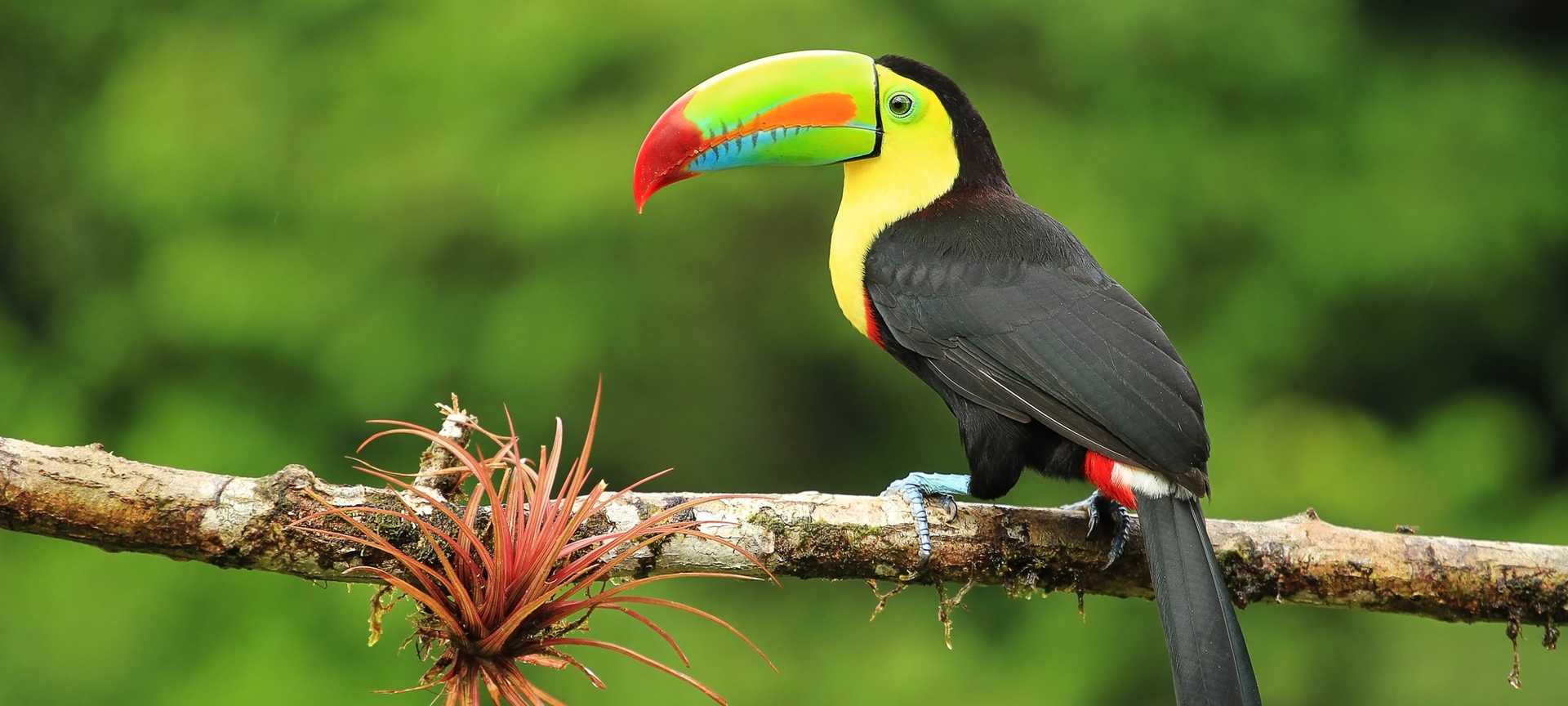A toucan stands on a branch in Costa Rica