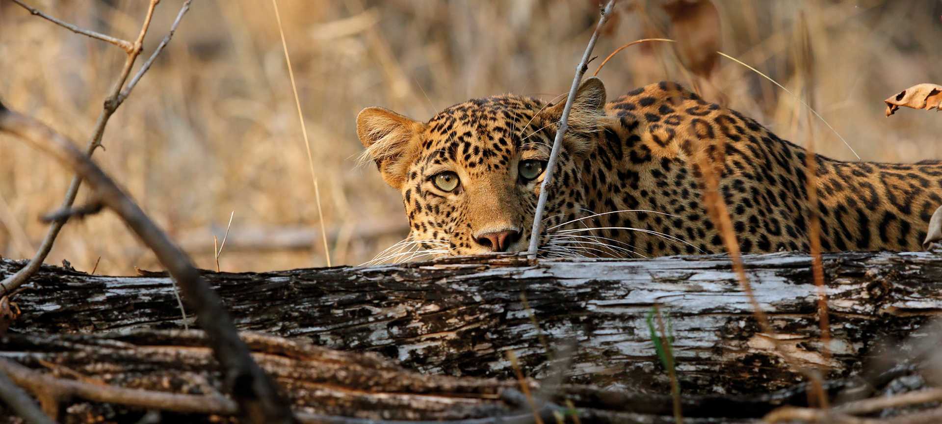 Leopard crouching behind branch