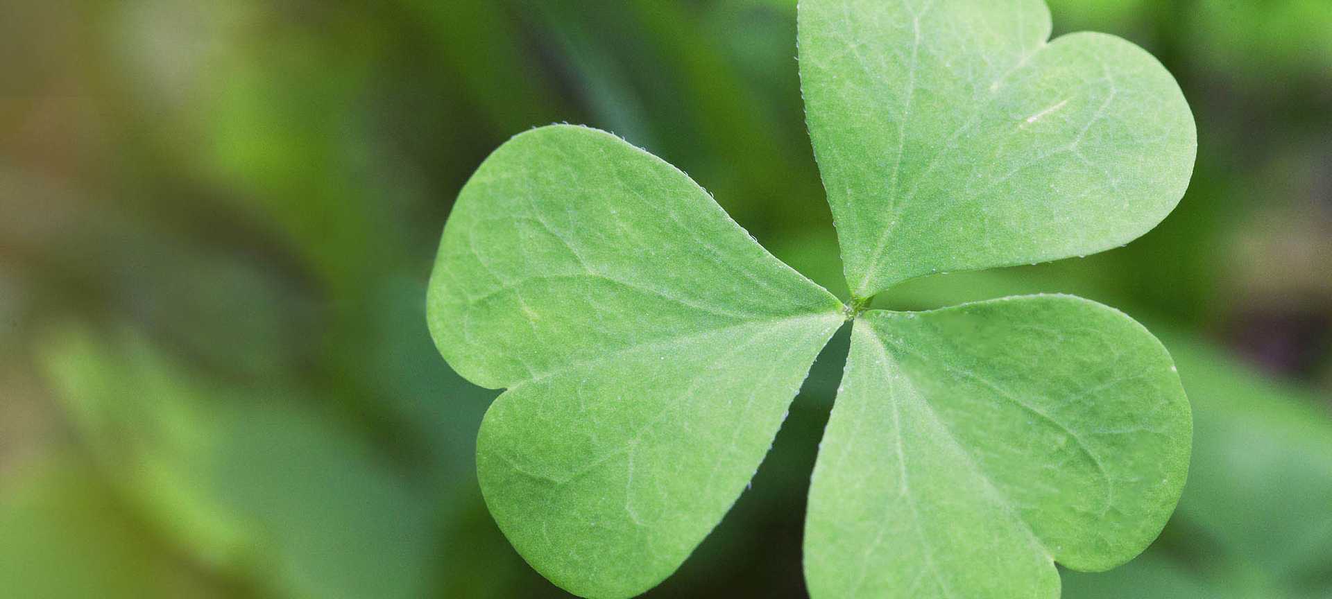 A close-up of a shamrock, or clover