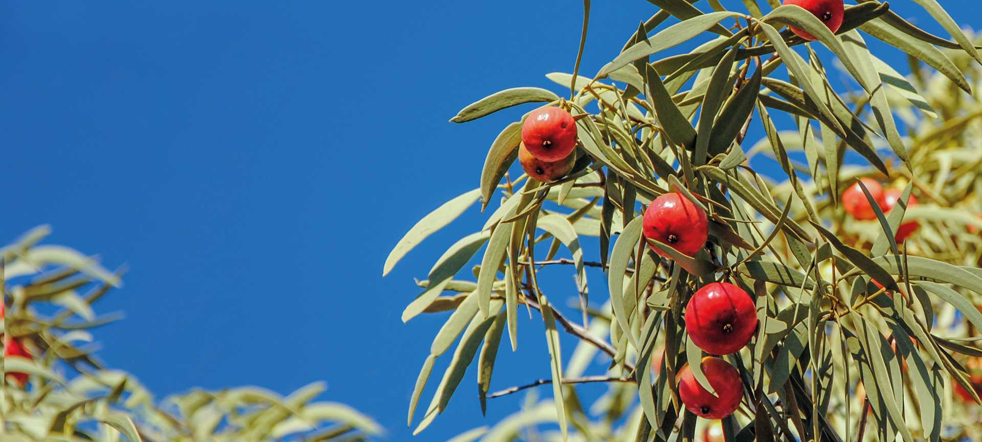 Red fruits growing on Quandong trees, Australia